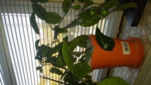 My clementine orange plant indoor 7 years old