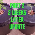 Kratky Comparing Tomatoes Plant Nutrients