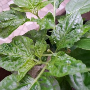 Aji Dulce Flower