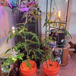 Tomato stand 5 gallon support