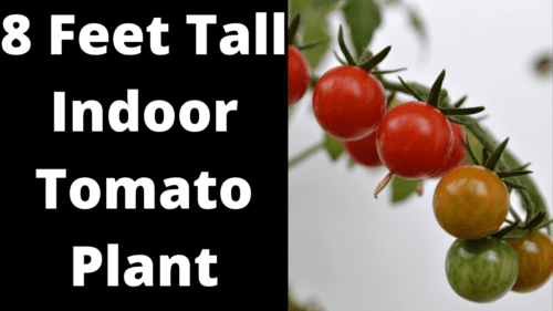 tomato plant kratky