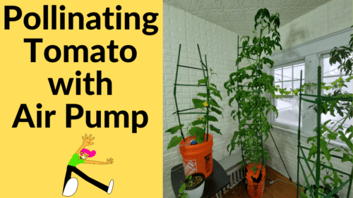 tomato pollinate