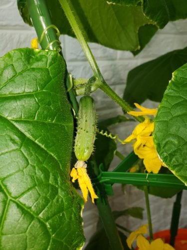 Cucumber Kratky on bucket indoors