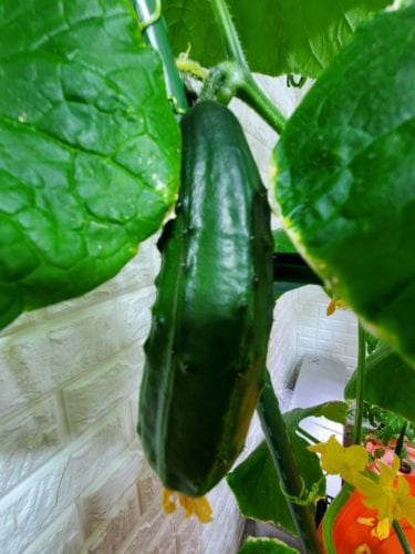 Indoor Cucumber Plant Kratky