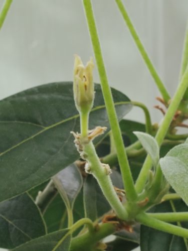 avocado flower fruit after pollination