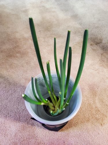 Green Scallion Onions on Kratky