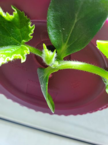 Growing Upside Down Cucumber