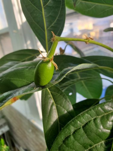 Caring and watering my indoor avocado