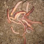 Unbelievable Trick to Get More Worms for Fishing or Gardening!